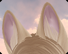 🌻Vixen Ears•Daisy