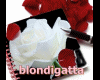 white rose