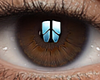 Glass Mogno&acirc;�&uml;