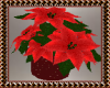 Christmas Red Poinsetta