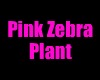 pink zebra plant