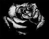 wall art black rose