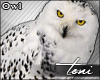 T190| Owl Merlin