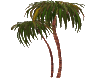 palm tree 2