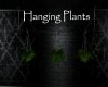 AV Hanging Plants