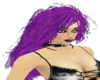 Purple Witch Hazel