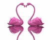 Flamingos