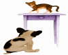 Cat  & Dog on Table