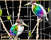 ♚ Rainbow bird
