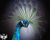 Peacock Add-On