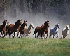 [A] Horse Pic 1