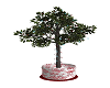 (TR) Christmas Ficus