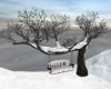 EK Ani Snowy Tree Swing
