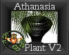 ~QI~ Athanasia Plant V2