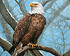 (M)Eagle Male 1
