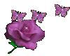 Rose butterfly