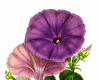 6v3| Petunia Flower