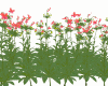 FlowersB