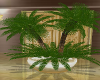 CCP Potted Palm