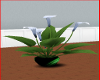 Peace Lily, Green pot
