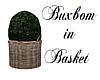 Buxbom in Basket