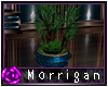 +Mor+ Kurious Plant 2