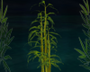 jungle bamboo plant