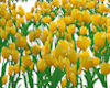 TF* Yellow Tulips Patch