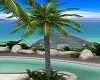 Bahia Single Palm Tree