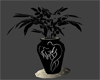 Boudoir Noir Plant