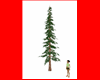 Red Pine Tree