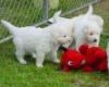 Four Puppies-Playing