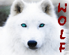 White Wolf 