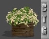 CTG FLOWERS IN A CRATE