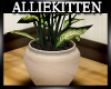 (AK)dieffenbachia plant