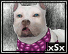 xSx Pit Bull Pet v4