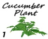 Cucumber Plant 1