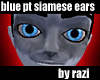 Blue Point Siamese Ears