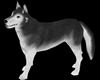 Painted Grey Husky FURN