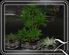 ~Z~Cherish Planter 2