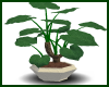 !F Philodendron Plant