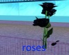 dark blue falling rose