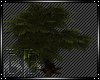 [BB]Lrg Tree W|Poses
