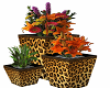 3pc Leopard Plant Set
