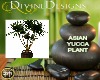 DD*ASIAN YUCCA PLANT
