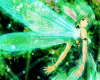 * Fairy Avatar * Reg