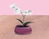 flower orchid