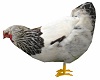 Chicken Animated 3