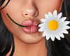 Daisy in Mouth