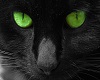 Cat eyes green